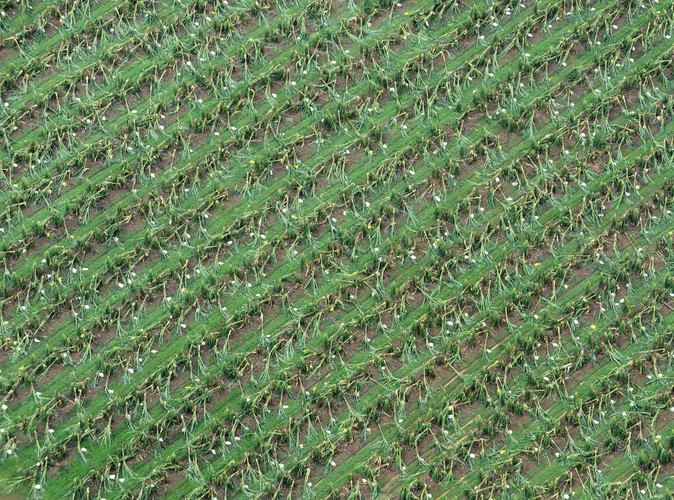 Cyklon Yasi zdemolował plantację bananów w Tully