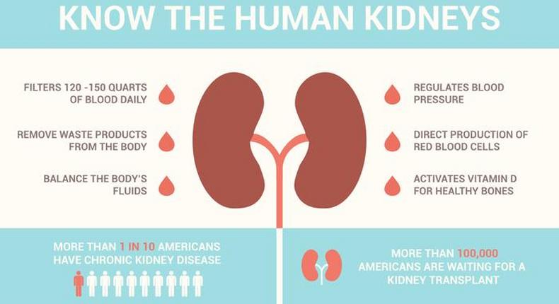 Kidney facts that you need to know on World Kidney Day 2019 [Credit: Vecteezy]