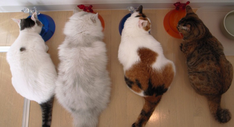 Giving all of your cats their own bowl can help reduce stress that leads to spraying.Junku/Getty Images