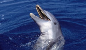 Delfin (ilustracija)