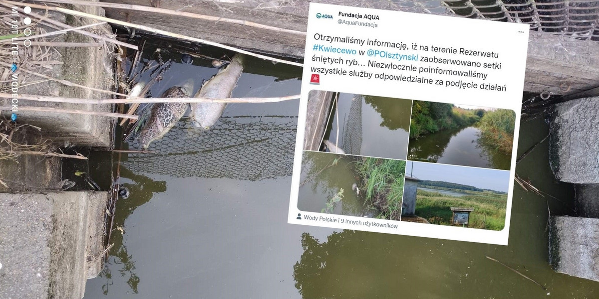Śnięte ryby w rezerwacie Kwiecewo w powiecie olsztyńskim.