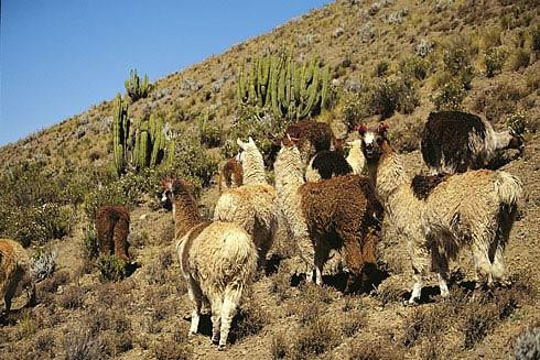 Galeria Peru, miasta: Lima, Cuzco, Arequipa, obrazek 3