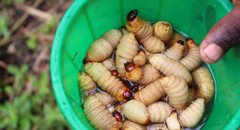 Palm Weevil larvae - Unconventional foods that Nigerians eat