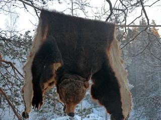 Z analizy oficjalnych danych znajdujących się w bazie CITES wynika, że niedźwiedzie brunatne stanowiły aż 23 procent wszystkich trofeów przywożonych do Polski. W ciągu sześciu lat objętych analizą polscy importerzy przywieźli 235 trofeów z niedźwiedzi. 228 z nich, czyli aż 93 procent z nich zostało przywiezionych z Rosji. Drugim już mniej popularnym gatunkiem przywożonym z rosyjskich łowisk był wilk – 15 trofeów