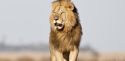 Te lwy nie polują i są homoseksualne