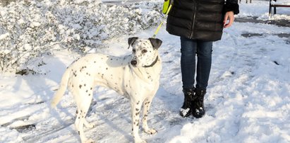 Rusza akcja bezpłatnej sterylizacji i czipowania psów i kotów. Zrób to dla swojego pupila