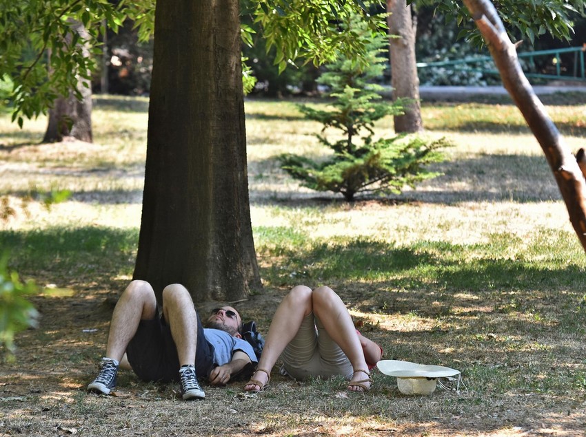 Naučne studije pokazuju da drveće smanjue efekat toplotnih ostrva u gradovima