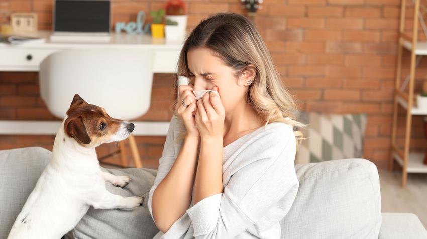 Kutya-és macskaallergia: nem csak az állatszőr allergizálhat |  EgészségKalauz