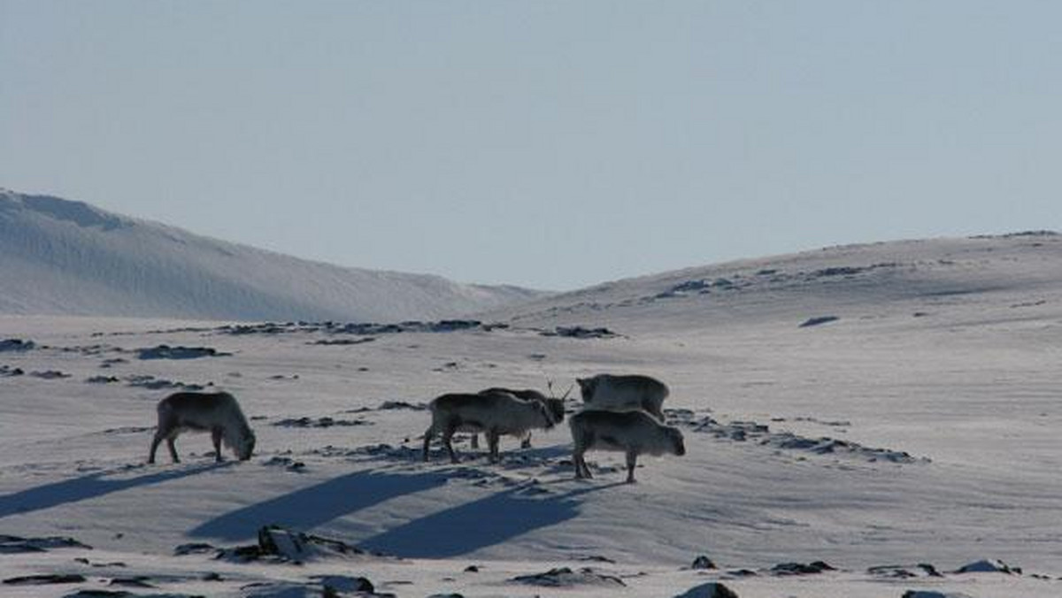 Galeria Spitsbergen, obrazek 1