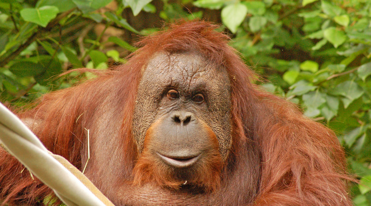 Az orangután család megszökött a ketrecéből /Illusztráció: Northfoto