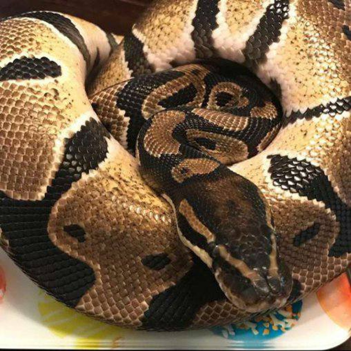 Mieszkańcy tego bloku muszą się mieć na baczności. Sąsiadce uciekł... pyton