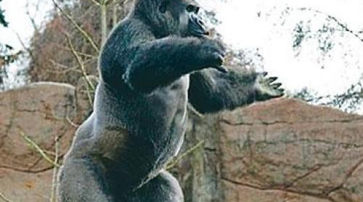 Csajozás helyett inkább kötélen táncol a gorilla