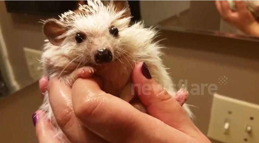 Ježić je uživao u brčkanju