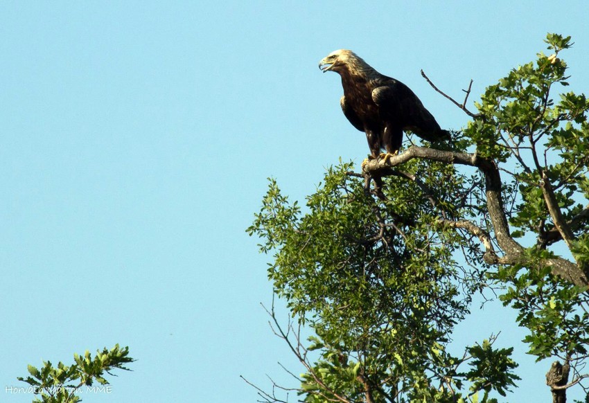 Krstašu preti izumiranje