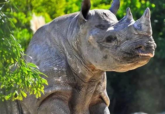 Poznajcie jednego z najstarszych nosorożców na świecie - właśnie skończył 45 lat