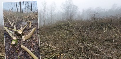 Szok w Warszawie. Odgłos pił zaalarmował mieszkańców. Co deweloper robi w środku rezerwatu?!