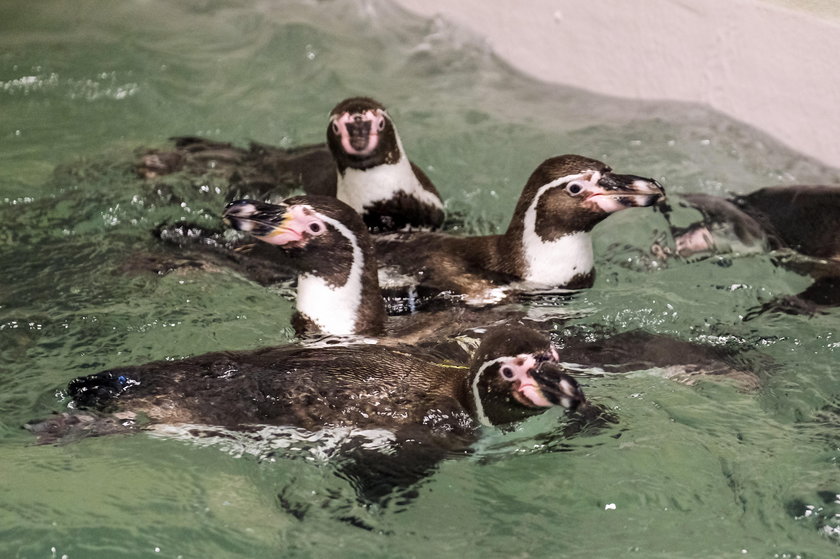 Chorzów. Śląski Ogród Zoologiczny po 43 latach ma pingwiny