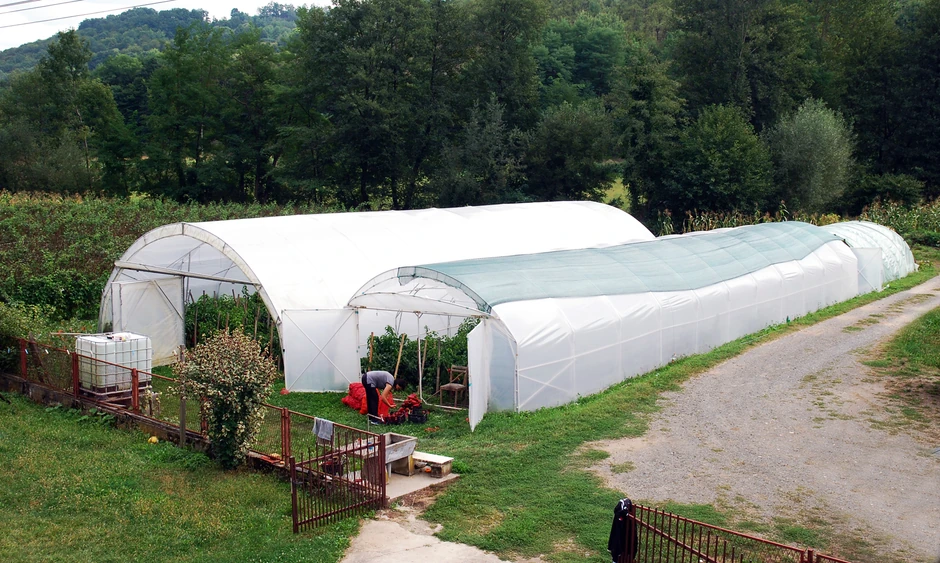 Ove godine je na 2,5 ari proizvela 2,4 tone plasteničke paprike