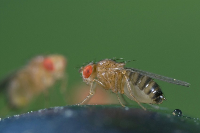 Voćne mušice nagoveštavaju kada će uginuti