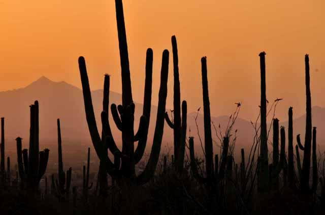 Galeria USA - Park Narodowy Kaktusów Saguaro, obrazek 18
