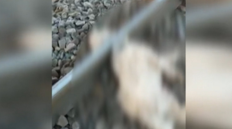 Lefejezett kutyák holttestére bukkantak a sínek mentén Szolnokon / Fotó: TV2