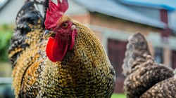 Nie dla kogutów. Nietuzinkowy wyrok sądu po skardze sąsiada