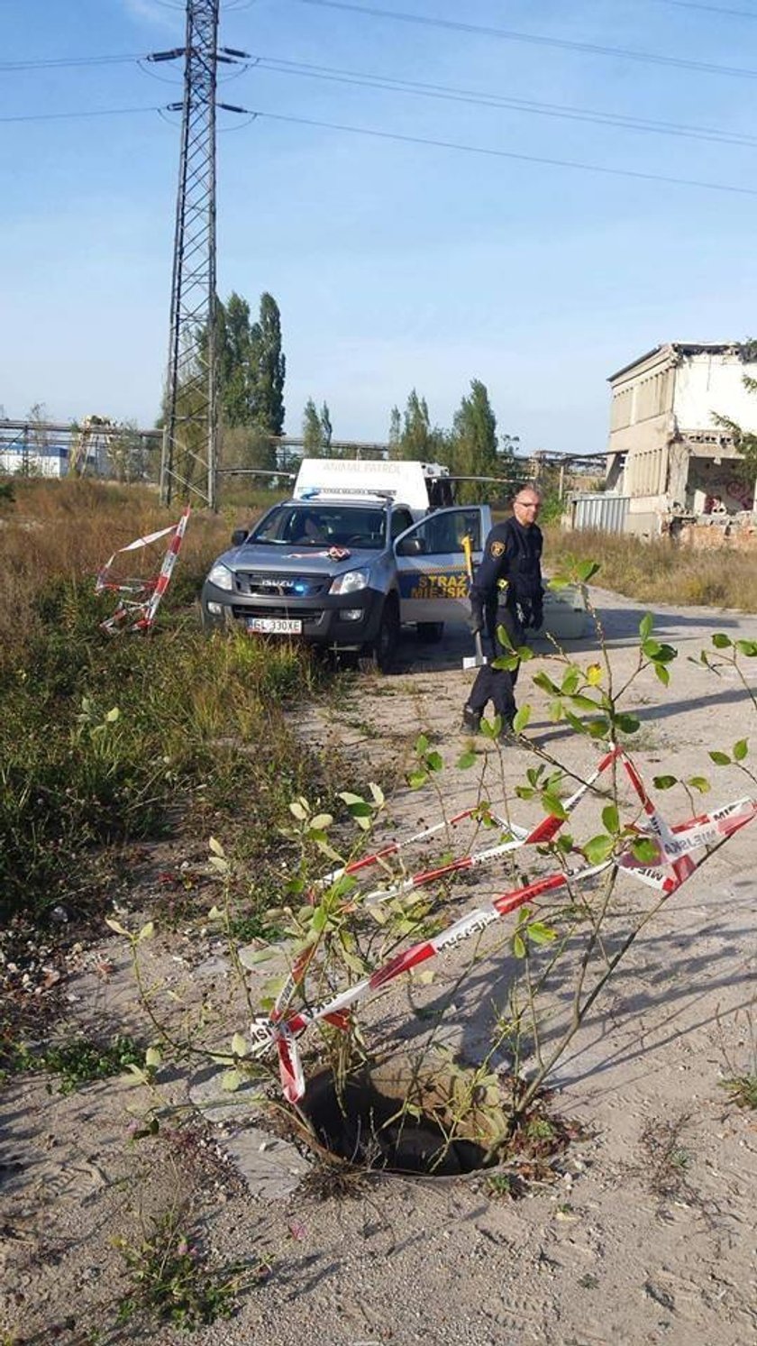 Strażnicy łódzkiego Animal Patrolu uratowali psa ze studzienki kanalizacyjnej