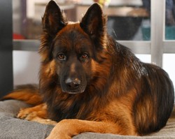 Potwierdzone oficjalnie. Fani serialu "Komisarz Alex" muszą przygotować się na pożegnanie