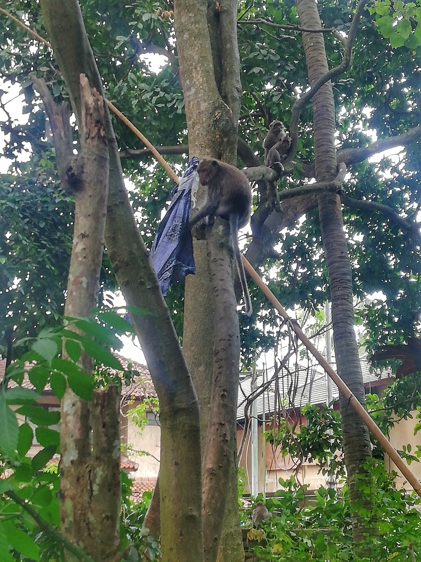 Tata orangutan sa plenom