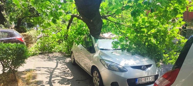 Drvo se sručilo na parkirani automobil