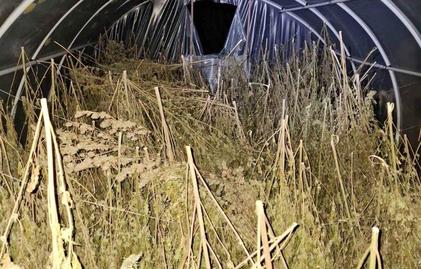 zaplena droga marihuana