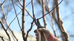 zimowe cięcie drzew owocowych. jakie drzewa i krzewy przycinać w styczniu? do kiedy można przycinać drzewa owocowe? kalendarz cięcia termin przycinania drzew owocowych