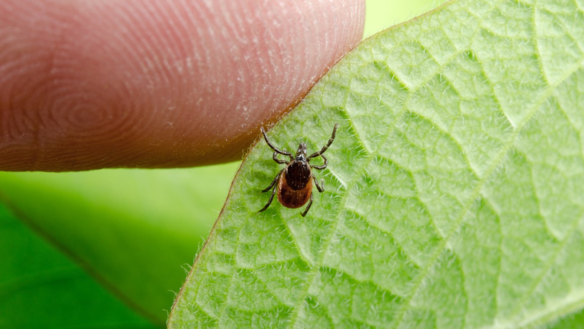 Na Podkarpaciu przybywa osób chorych na boleriozę ostrzega wojewódzki konsultant do spraw epidemiologii Janusz Kaliszczak. Jak dodaje, zarejestrowani przez Sanepid chorzy to tylko wierzchołek góry lodowej, bo wiele osób nie wie, że cierpi na choroby przenoszone przez kleszcze. Tymczasem ze względu na ciepłą zimę już pojawiły się tę pajęczaki. Na szczęście nie każdy kleszcz jest zarażony.