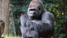 Ilyen még nem volt: a vadonban látta meg a napvilágot a fogságban született gorilla páros kölyke