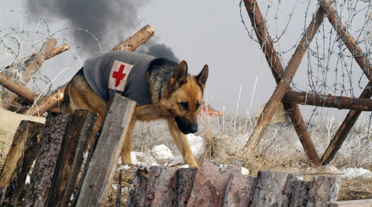 Rin Tin Tin az első világháború poklában (Fotó: RAS-archív)