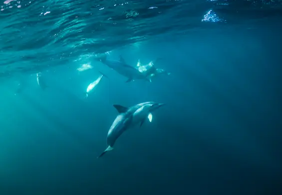 Morze masowo wyrzuca na brzeg ciała delfinów. Przyczyną może być wojna w Ukrainie