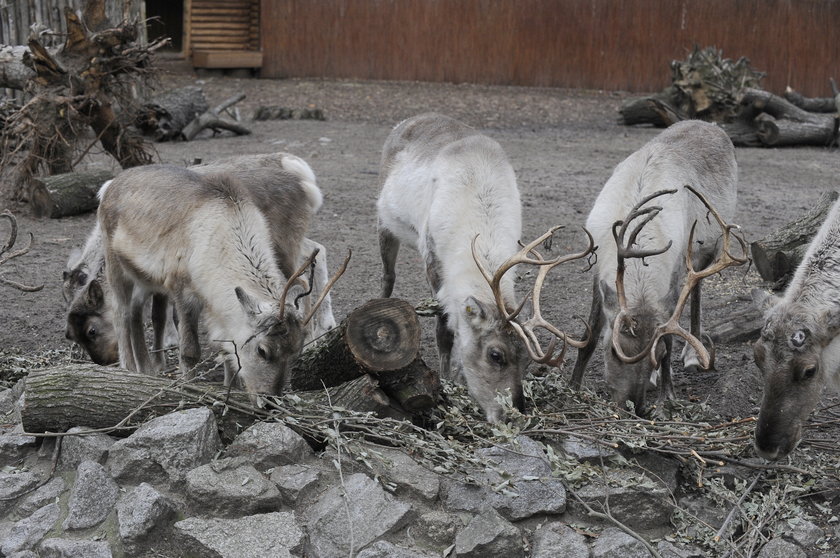 Renifer Rudolf z wrocławskiego zoo