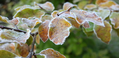 Pogoda wariuje. Aż trudno uwierzyć w tak drastyczną zmianę temperatury