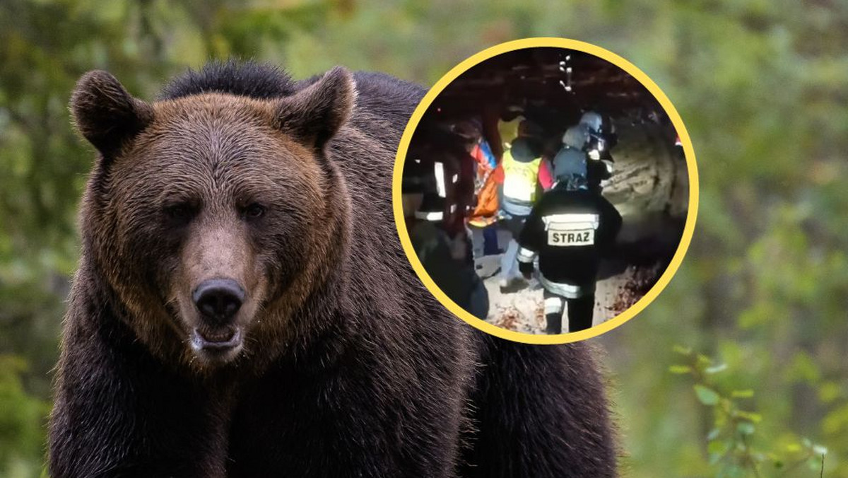 Atak niedźwiedzia w Bieszczadach. Zawinili aktywiści ekologiczni