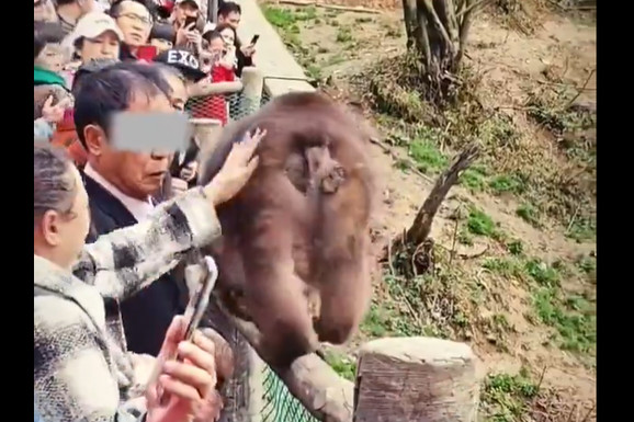Uznemirujući video kruži internetom: Turistkinja dodirnula majmuna a onda je nastupio PRAVI UŽAS