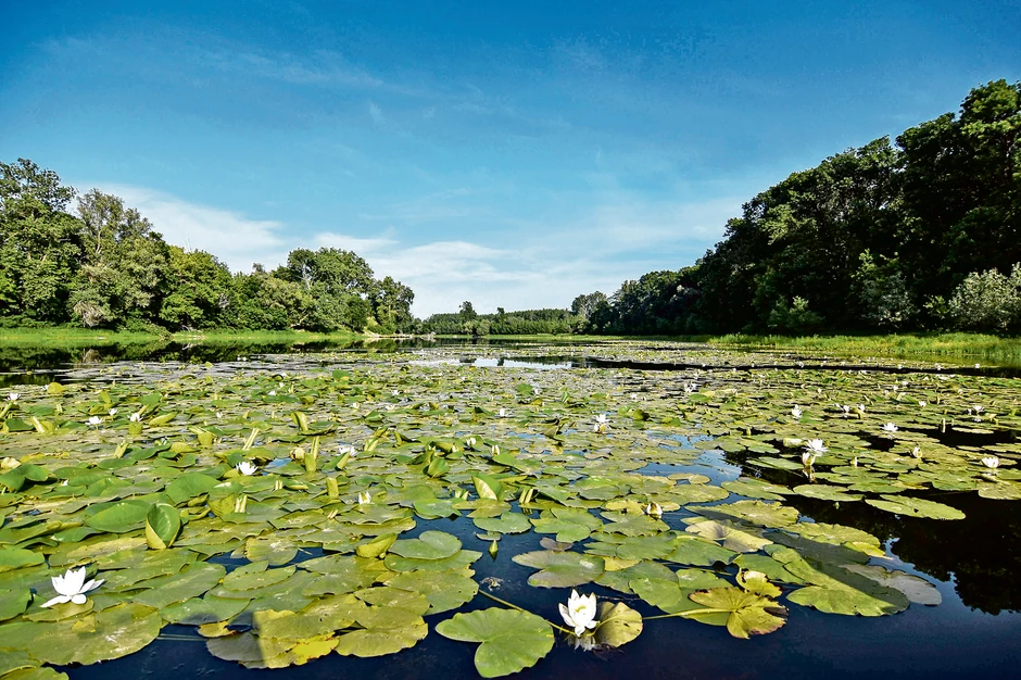 Bogatstvo flore čine 443 grupe koje su zaštićene, ugrožene i retke, kao što su orašak, ljubor, mešinka, beli i žuti lokvanj...
