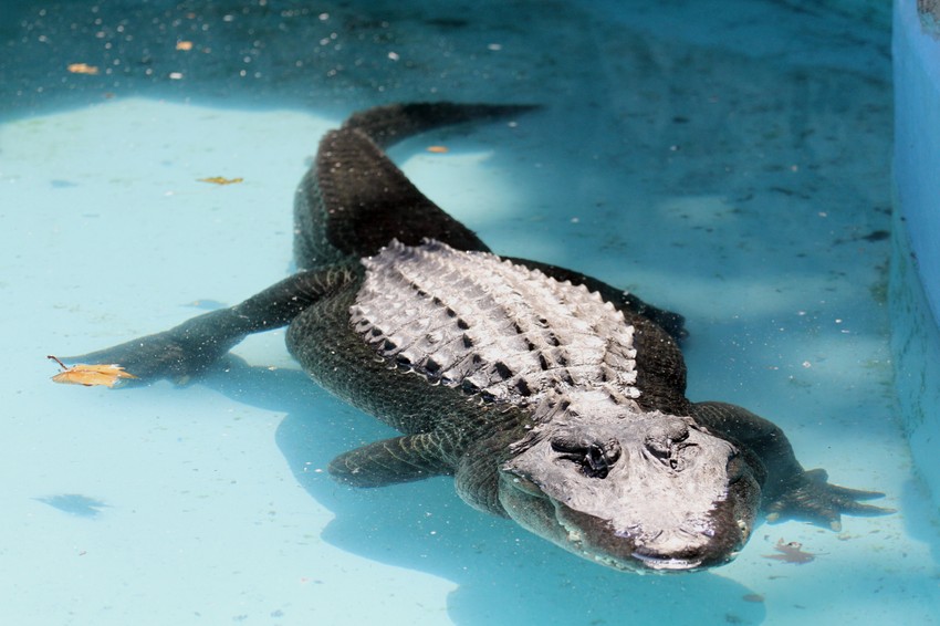 Muja uživa na suncu i u vodi