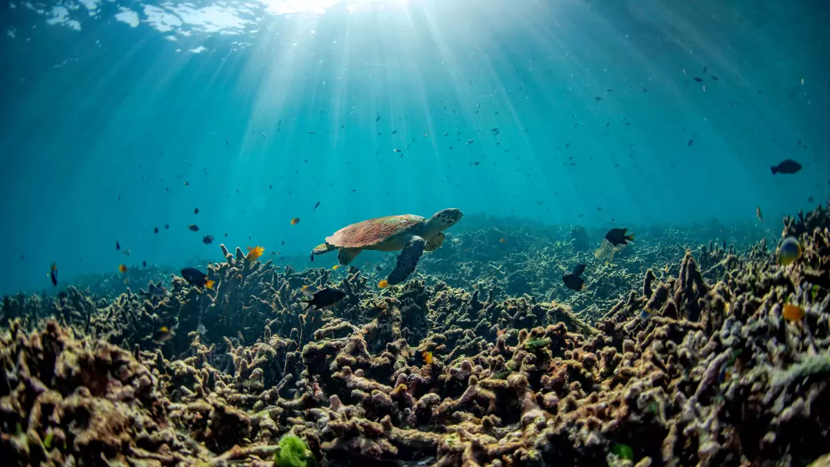 Żółw morski przepływający nad martwą rafą koralową