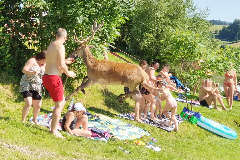 Zawóz: raniony jeleń wbiegł na plażę pełną turystów