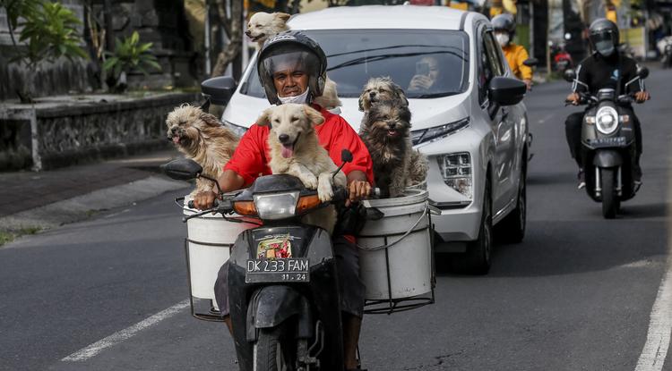 Közlekedés Balin Fotó: Getty Images