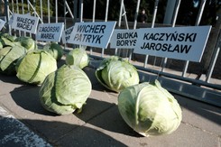 'Zdrajcy Polskiej Wsi'. Happening z 356 główkami kapusty przed Sejmem