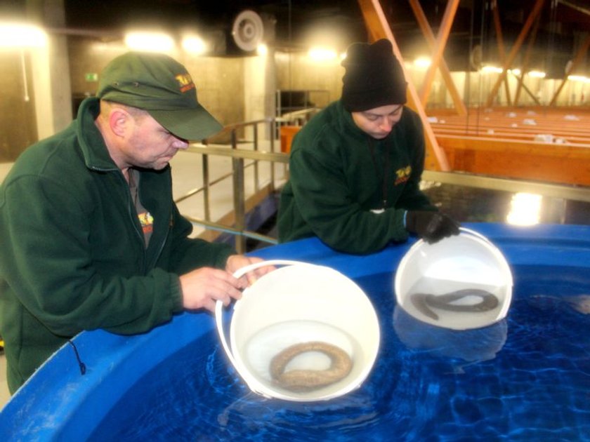 Oto nowi mieszkańcy wrocławskiego zoo