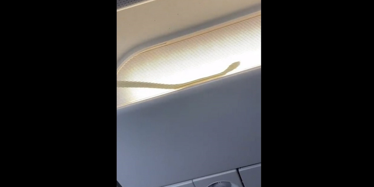 Węże w samolocie na żywo. Pasażerowie przeżyli chwile grozy na pokładzie