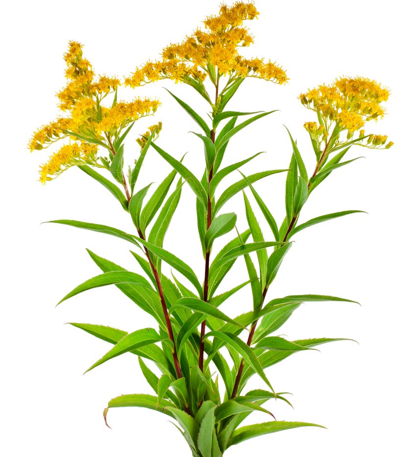 Nawłoć kanadyjska  (łac. Solidago canadensis) na wzmocnienie