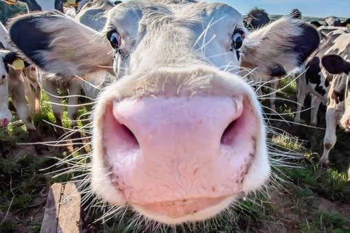 Według naukowców przyspieszenie wzrostu w Europie miało związek z masowym rozpoczęciem hodowli bydła i piciem mleka krowiego oraz jego przetworów